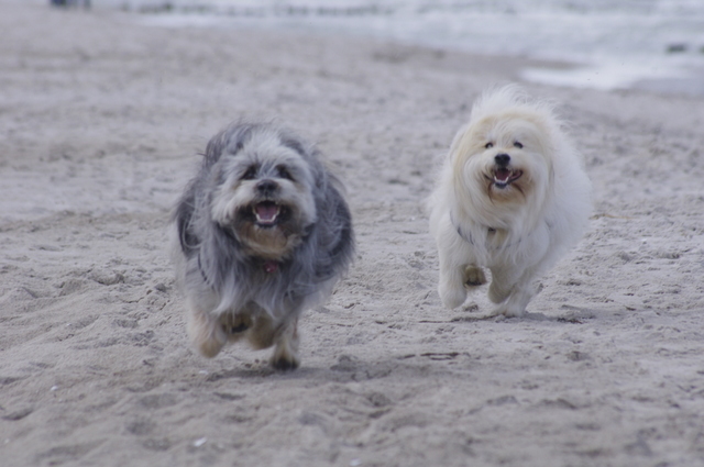 20.10.11 Zingst 003.JPG
